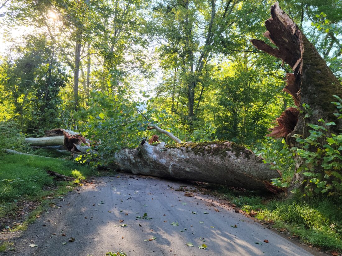 ‘Biggest Tree in West Virginia’ Falls in Marshall County News, Sports
